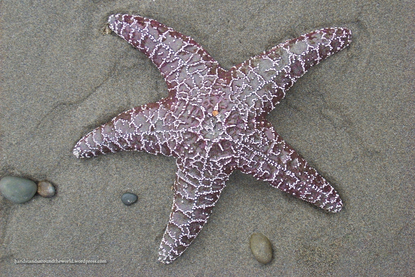 Glimpses of the Sun – Olympic National Park, Washington (part IV)