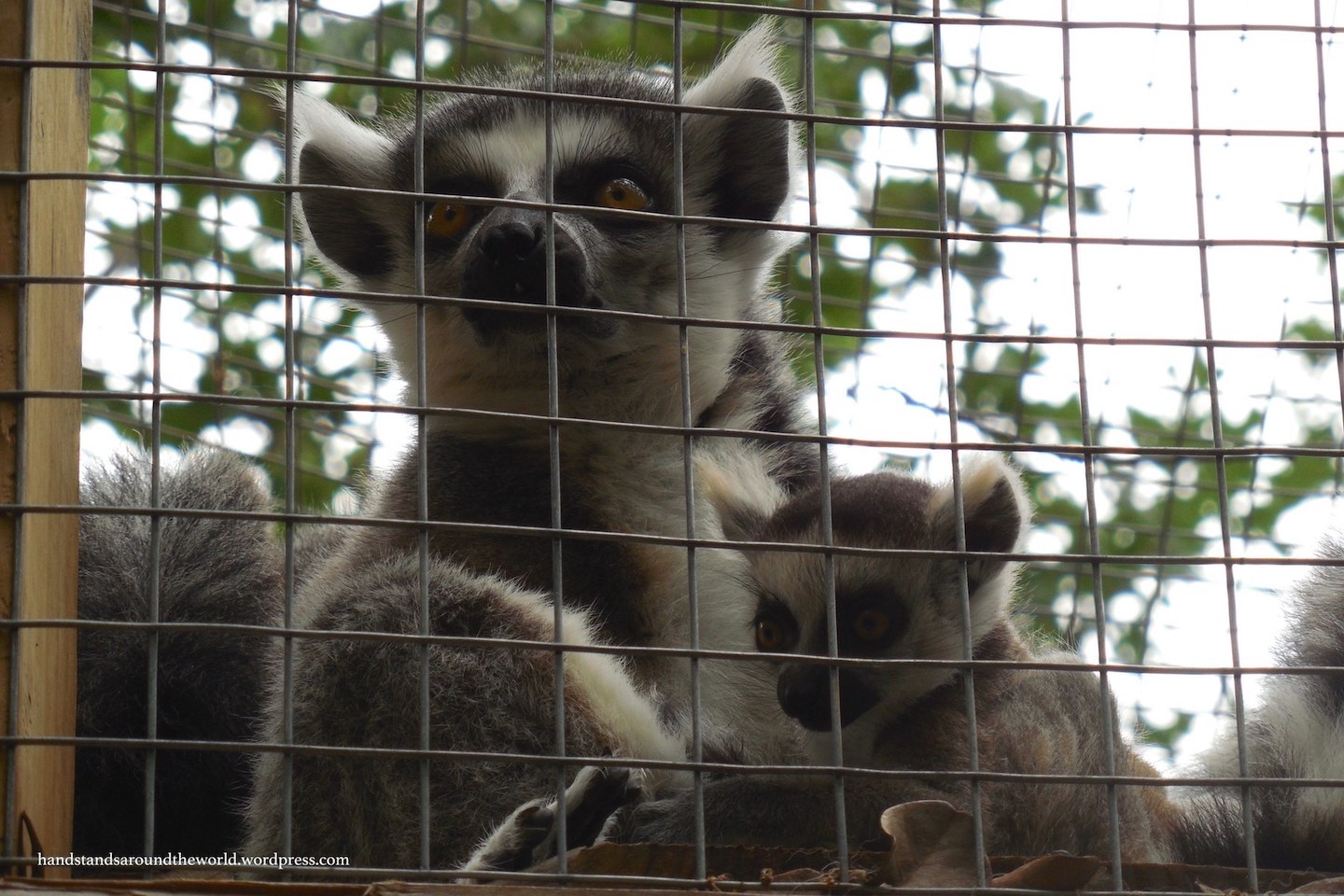 Lemurs, Lavender, and Palm Trees: Texas + a (not so) quick layover in Orlando