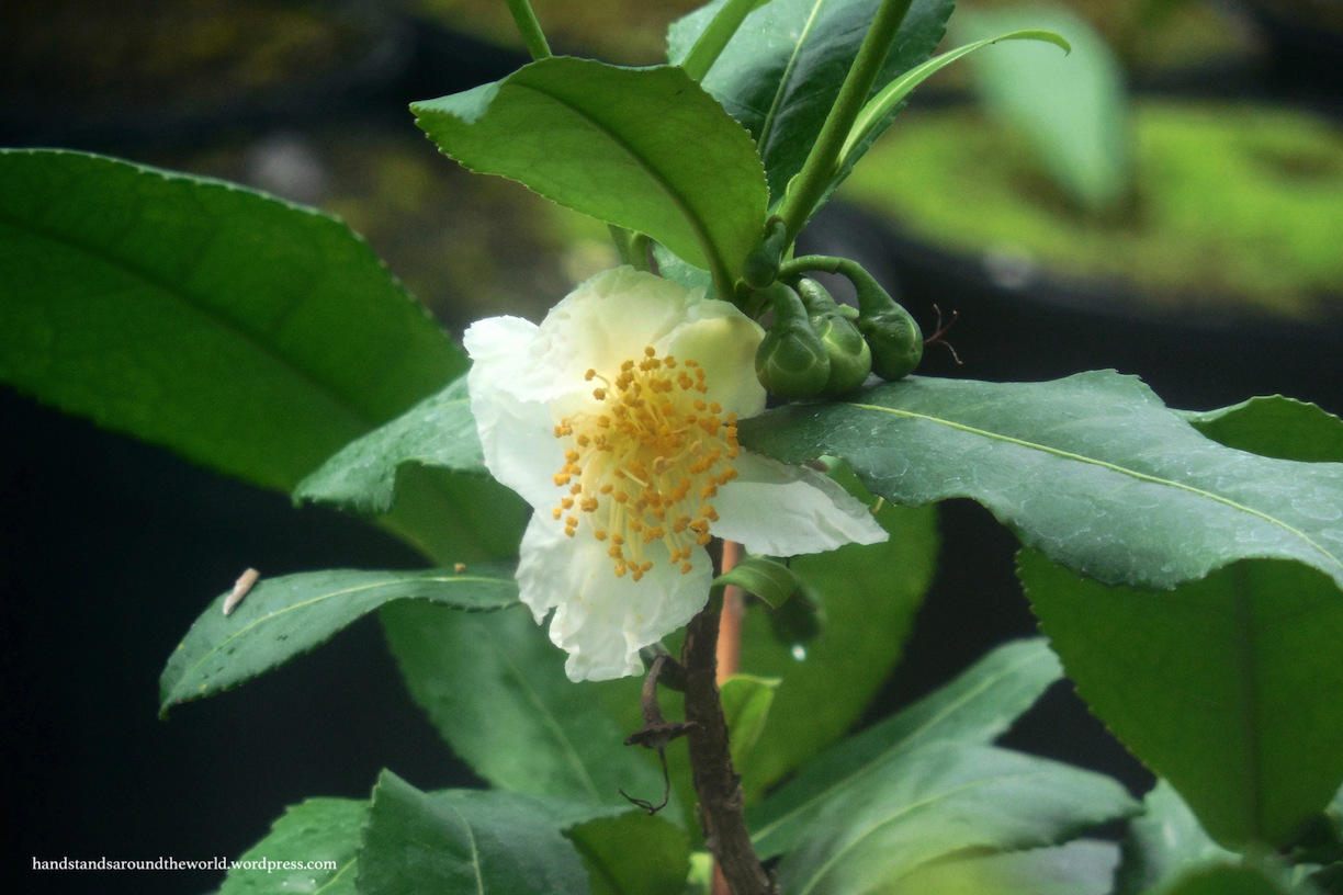 Everything you ever wanted to know about tea… and more! – Charleston Tea Plantation, South Carolina